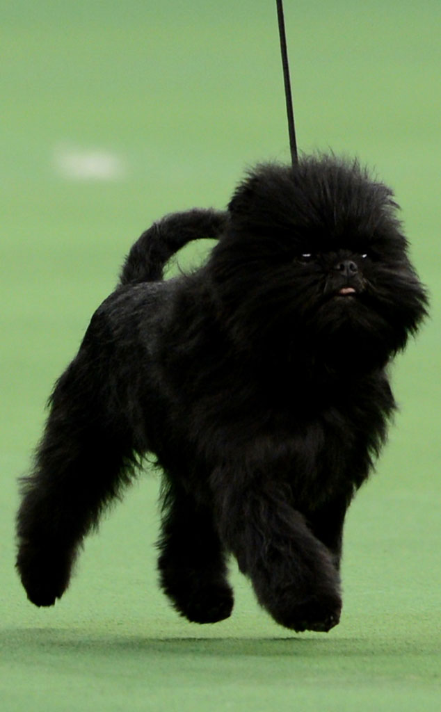 Banana Joe Won Best In Show At Westminster Now Let S All